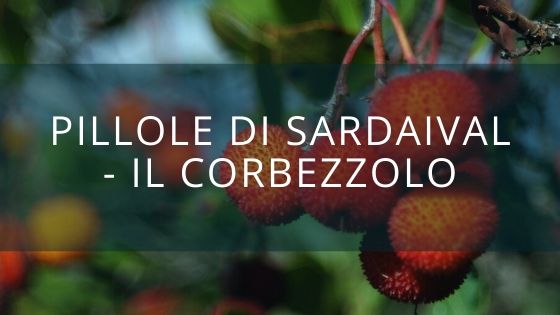 Pillole di Sardaival - il Corbezzolo